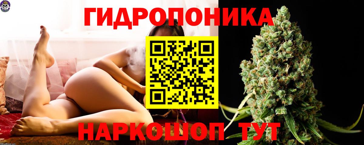 МАРИХУАНА сатива Шахты